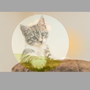 Guia De Sistemas Complejos